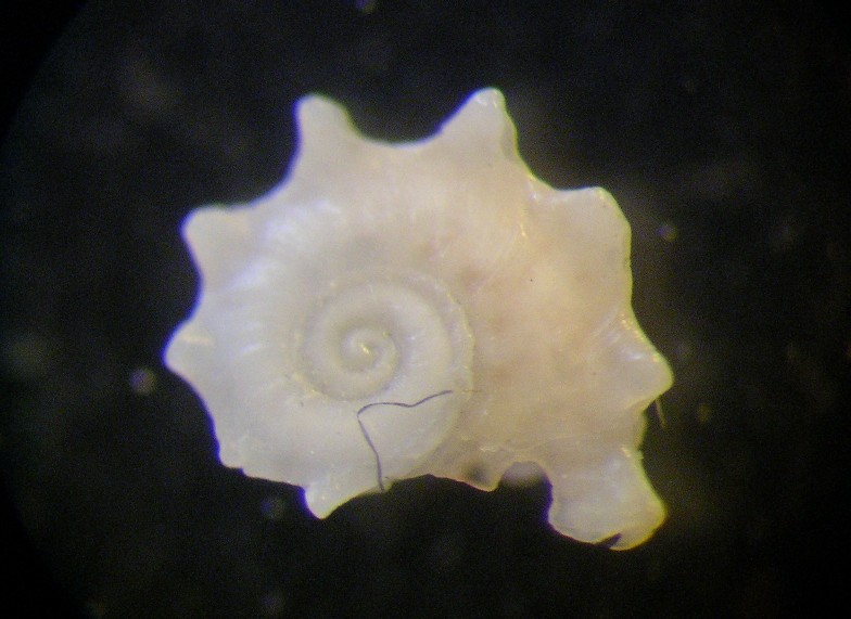 Bolma rugosa juv.